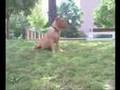 dogo de burdeos