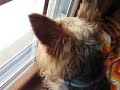 Adventures With Guinness: Squirrel Watching Adventures With Guinness: Squirrel Watching