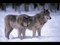 Night of the Wolf Night of the Wolf