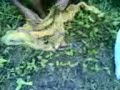 JALA UDANG 2
