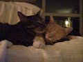 My Cats Being Cute