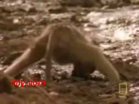 0 تلاش يك ميمون براي خلاصي از دهان يك كروكوديل   ويديو