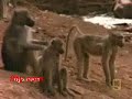 ��� ����� ��� ���� �� �� �������