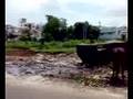 India Buffallo Grazing Grass Cow Eating Filth