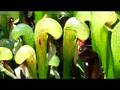 darlingtonia californica aka Cobra Lilly