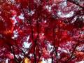 高尾山の紅葉３：山頂散策[高画質]２