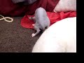 Sphynx back for more tail