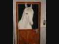 videos de The Making of Terry the Horse Mural
