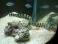 videos de Eel vs Prawn
