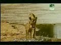 Heart of a Lioness