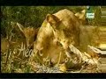 heart of a lioness