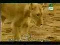 Heart of a Lioness