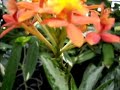 Easy Epidendrum Orchid Care Easy Epidendrum Orchid Care