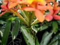 Easy Epidendrum Orchid Care