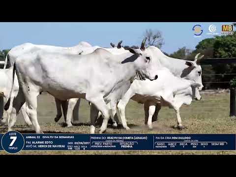 1� DE OLHO NA FAZENDA NELORE SESMARIAS