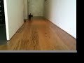 Catwalk.mov