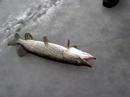 0 La pesca de invierno en Suecia