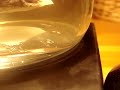triops day 1