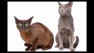 Havana Brown Cat and Kittens | History of the Havana Brown Cat Breed