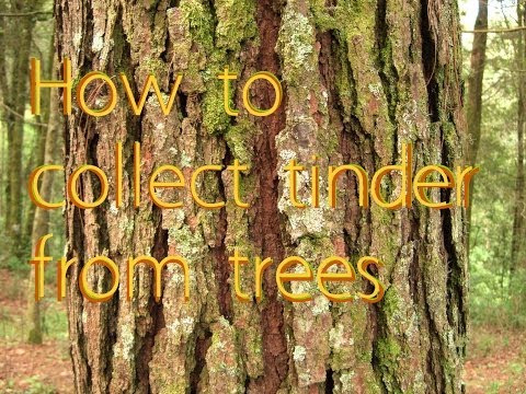 how to harvest trees