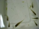 Gymnogeophagus sp Cuaro young