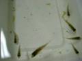 Gymnogeophagus sp Cuaro young