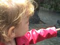 Melisende visits the ducks Melisende visits the ducks