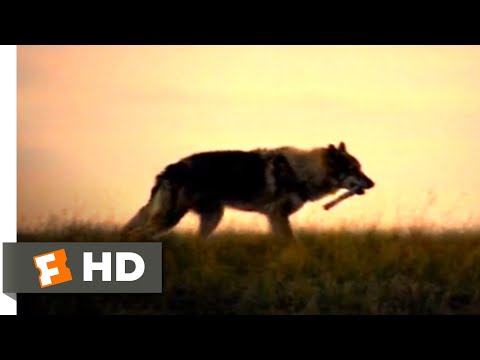 Alpha (2018) - First Game of Fetch Scene (5/10) | Movieclips