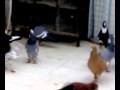 ���� ���� - ������