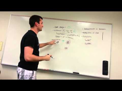 Histone basics and DNA modification