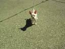 Chi Angel Chihuahua Puppies