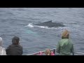 humpback whales off St Johns