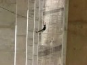 flying fox