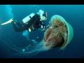 Biggest Jellyfish in the World!!!