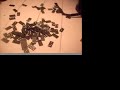 domino testers2