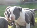 C&G pups @ 4 wks 026 C&G pups @ 4 wks 026