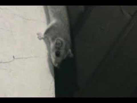 polh (dormouse) na dimniku