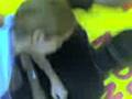 videos de Como o preto sofre!