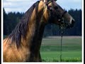 The Akhal-Teke