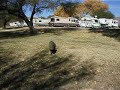 Javelina - or Collard Peccary