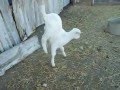 peliktapi benar ..kambing berjalan guna kaki hadapan ..video