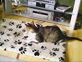 Catnip Cat Catnip Cat