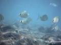 videos de INFO EXCURSIONES DE KAYAK FUERTEVENTURA