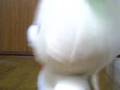 Rirakkuma tokotoko