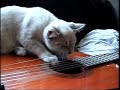 catmovie