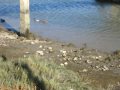 Coyote Point Park, San Mateo,California III
