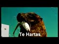 El Hombre Bobo Marino