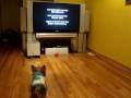 Affraid of the TV. Affraid of the TV.
