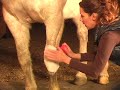 equine leg work™ poultice demo