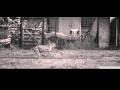 How Cheetahs Can Gallop Faster Than Greyhounds